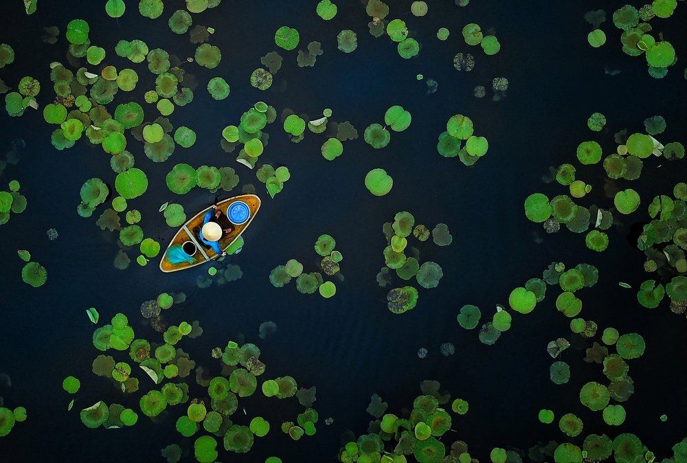 SUMMER ON THE LOTUS POND