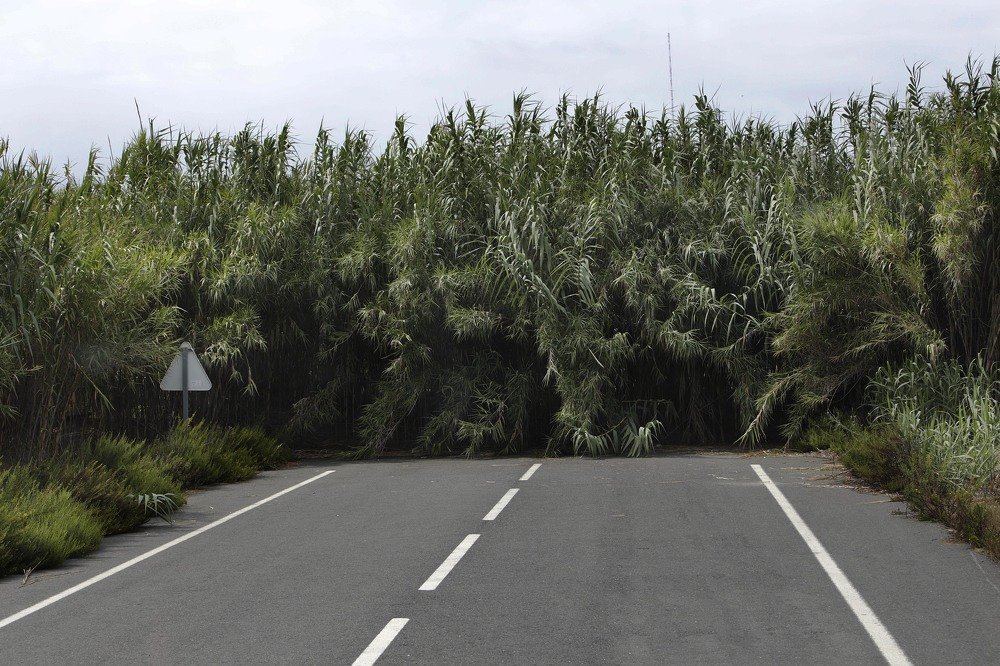 Photograph by Carlos Alberto Sequeira