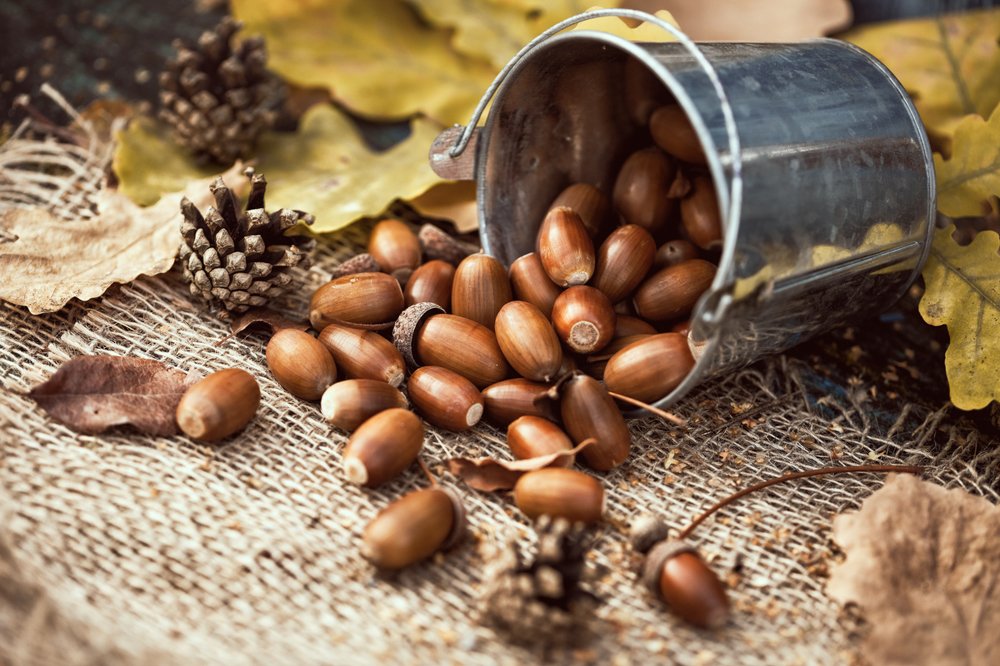 Осенний натюрморт с желудями