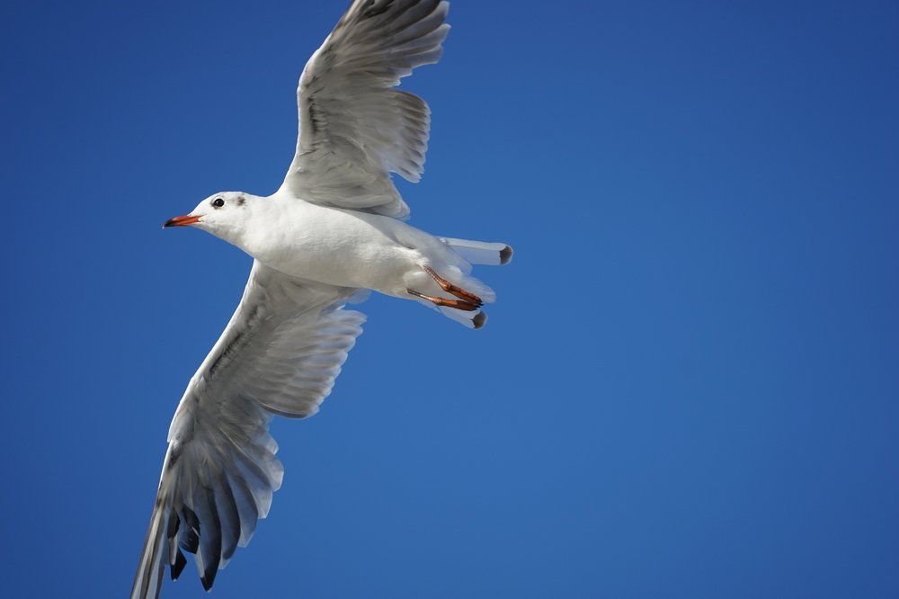 Чайка над Балтикой