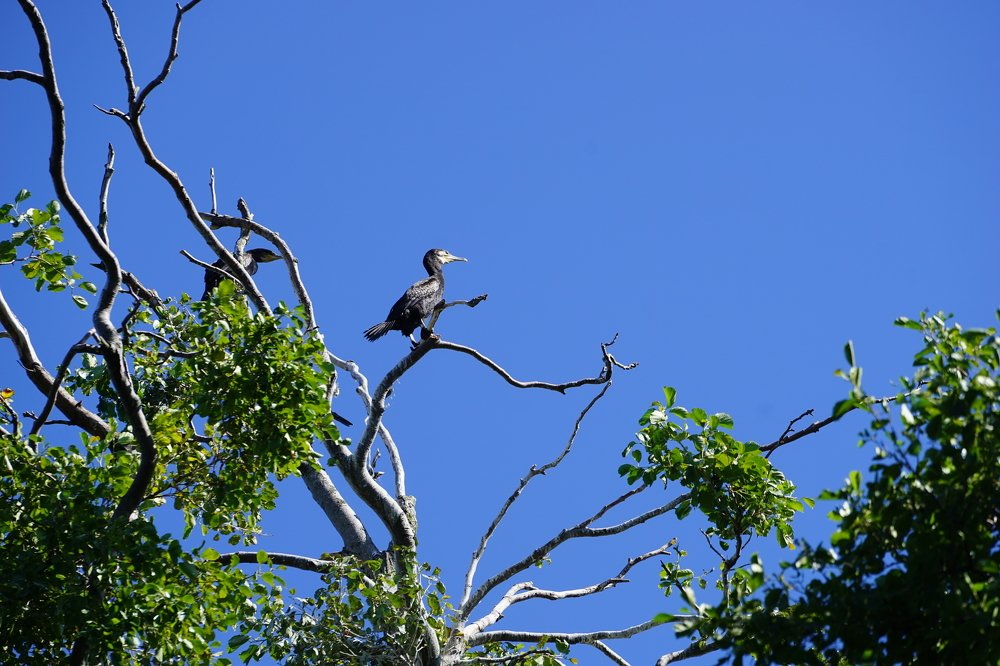 Баклан на Куршской косе