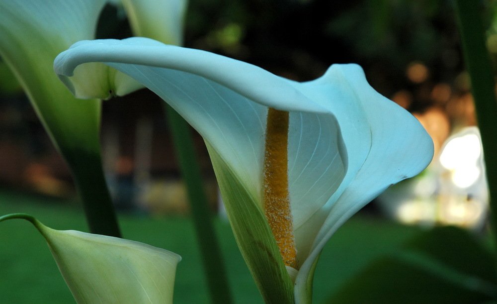 Photograph by Gooi Mielies