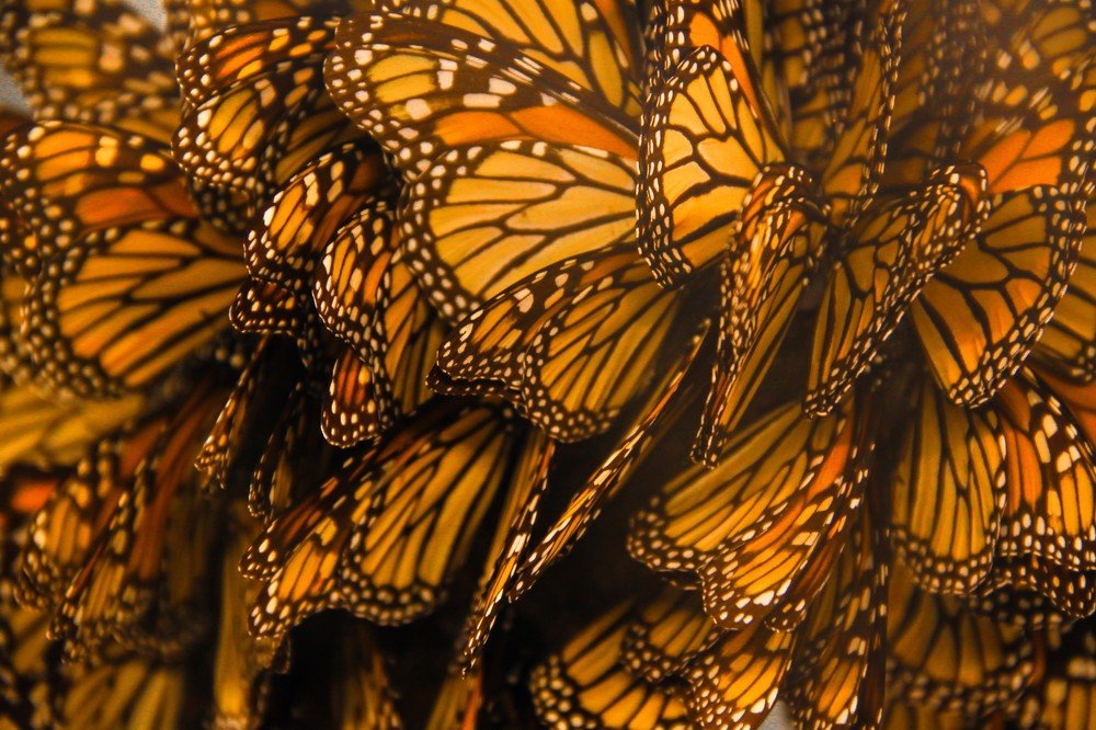 Photograph by Danny Lapierre