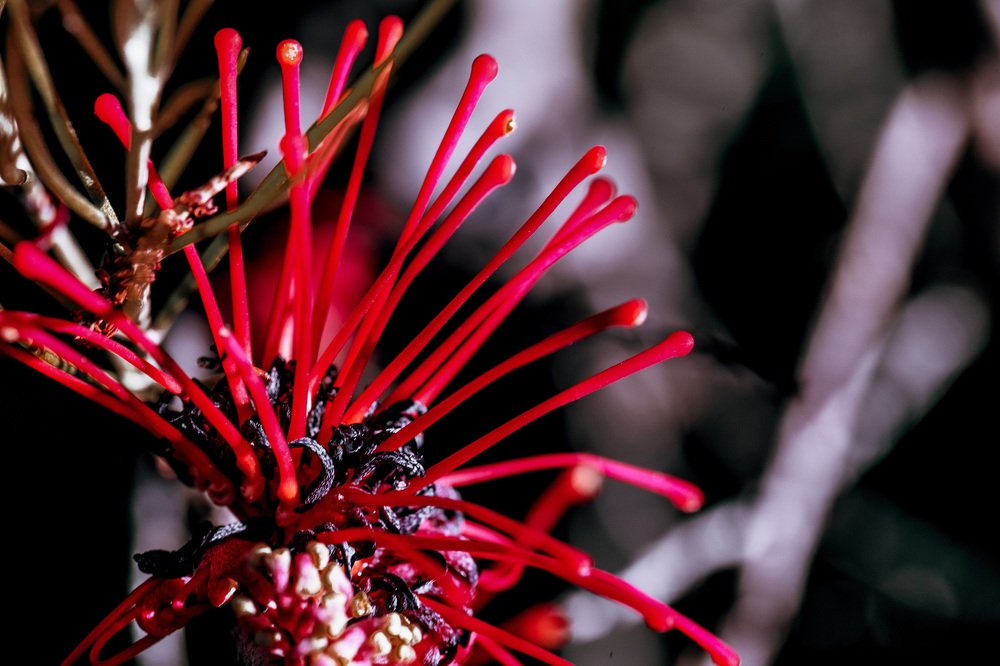 Любопытный