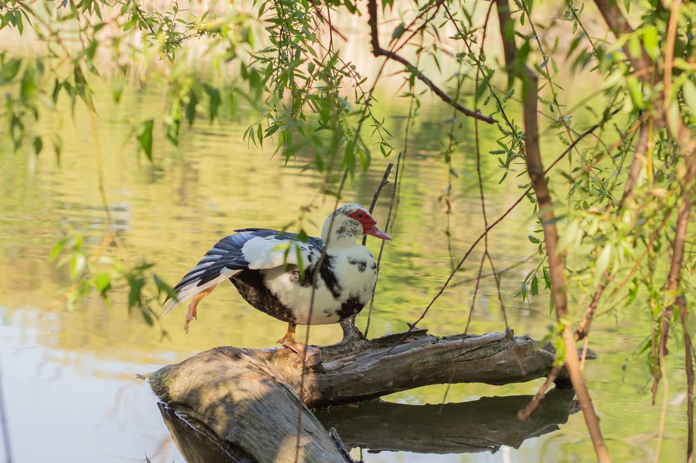 Photograph by Лис Ната