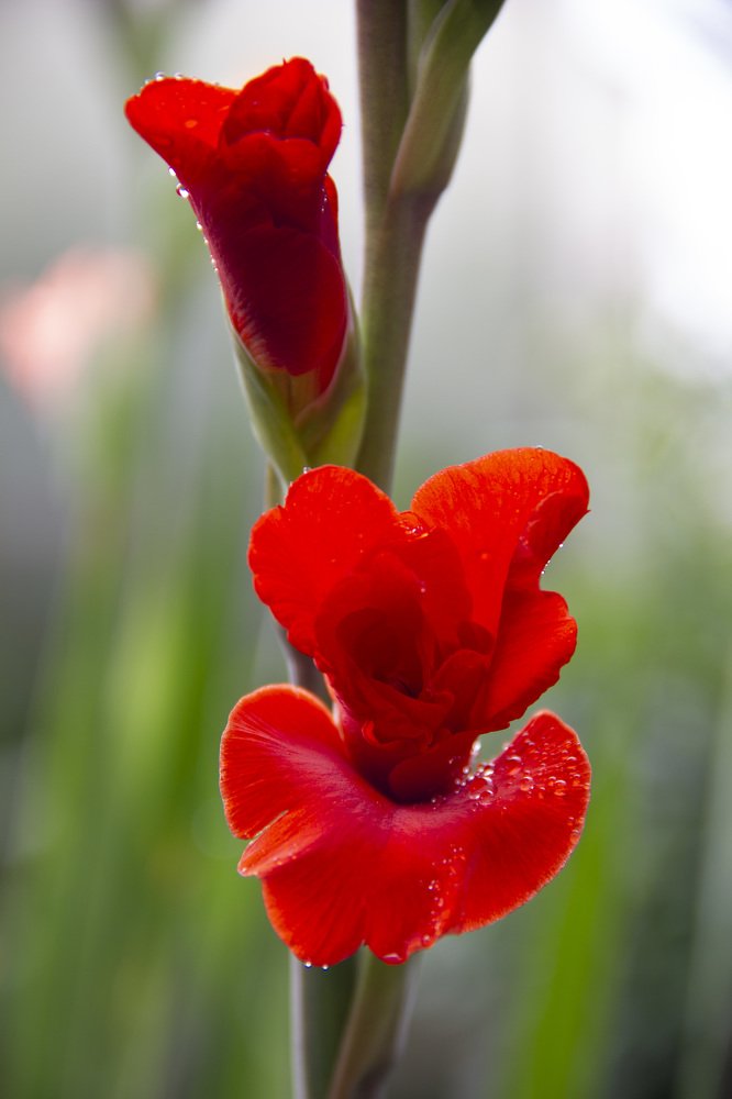 Photograph by Anna Gapanovich