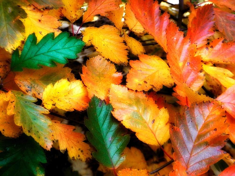 Photograph by Светлана Ковалёнок