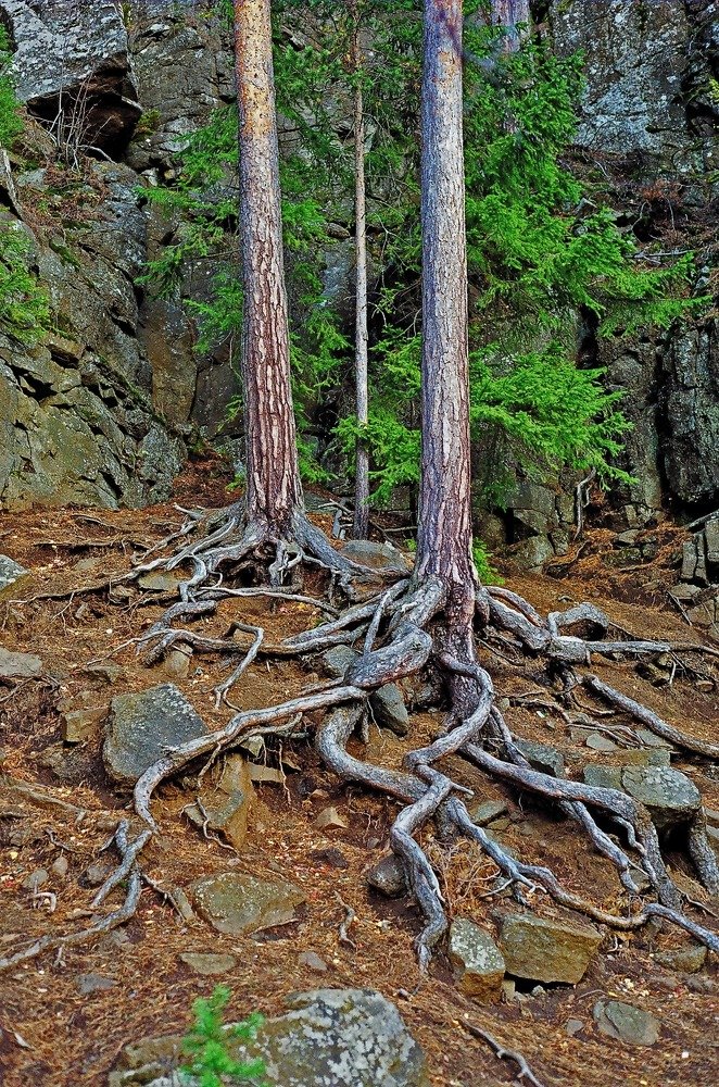 И на камнях растут деревья...Карелия.
