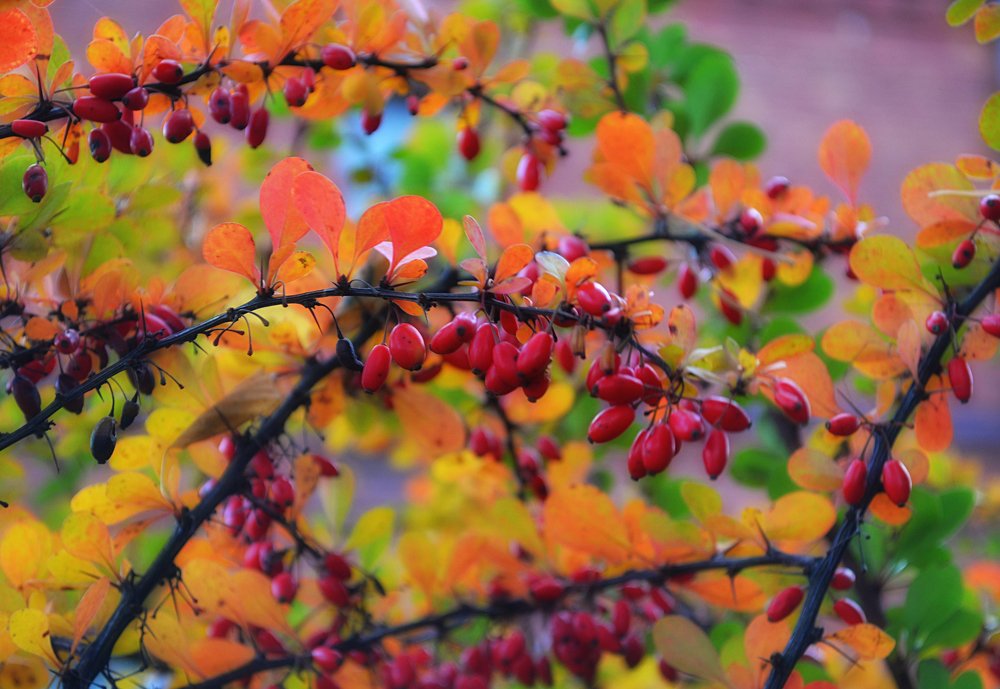 Photograph by Светлана Ковалёнок