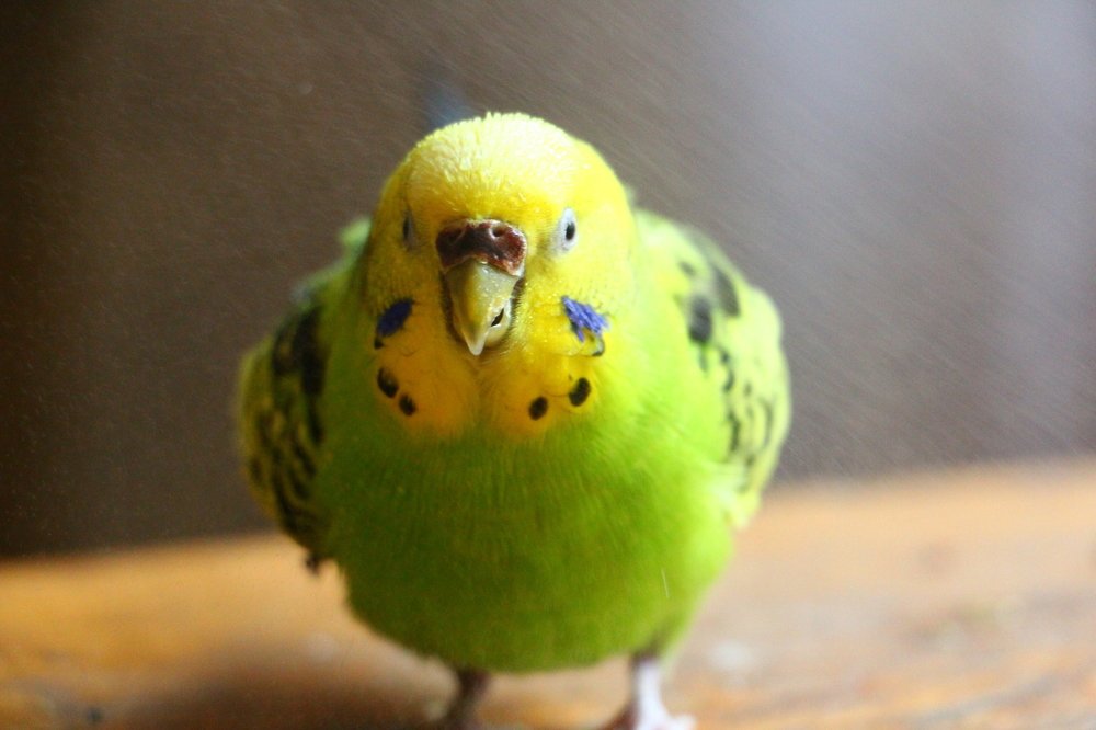 Photograph by Юлия Гудевич