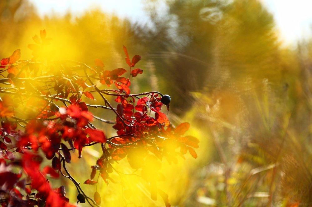 Детали осени