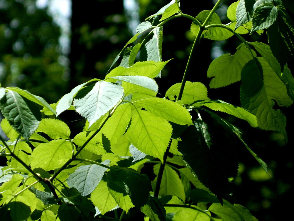 Солнце гладит листья
