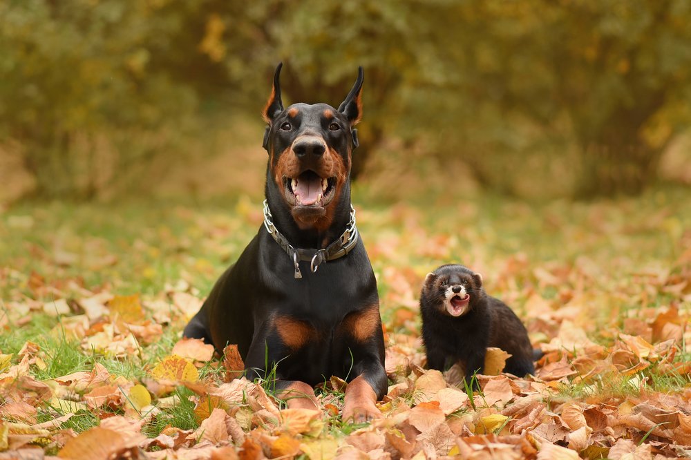 Барни и Ючи