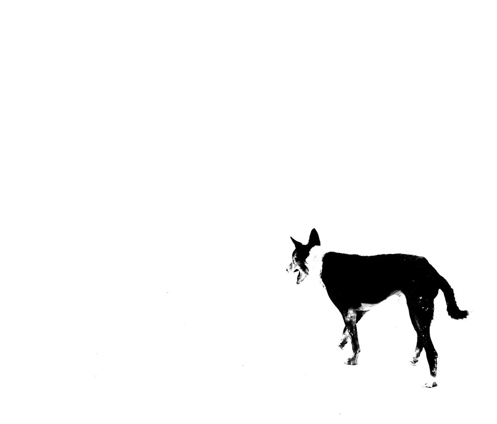 Photograph by kazi arifuzzaman