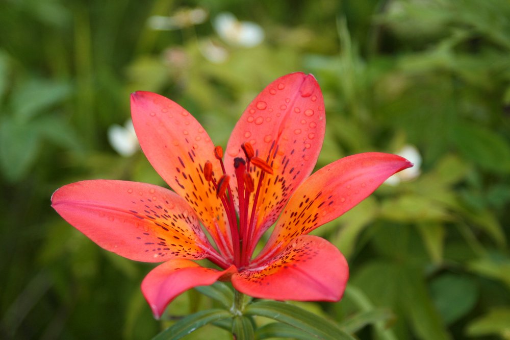 Тигровые лилии Сахалина.