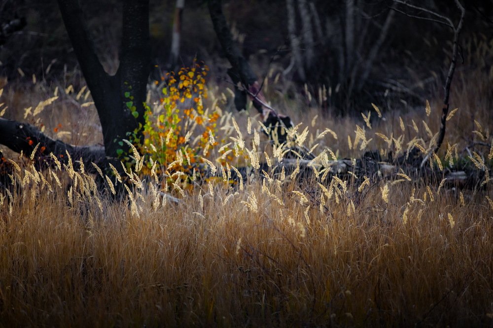 Photograph by петр чиков