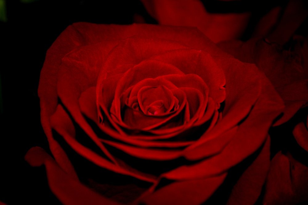 Photograph by Марьясова Анна