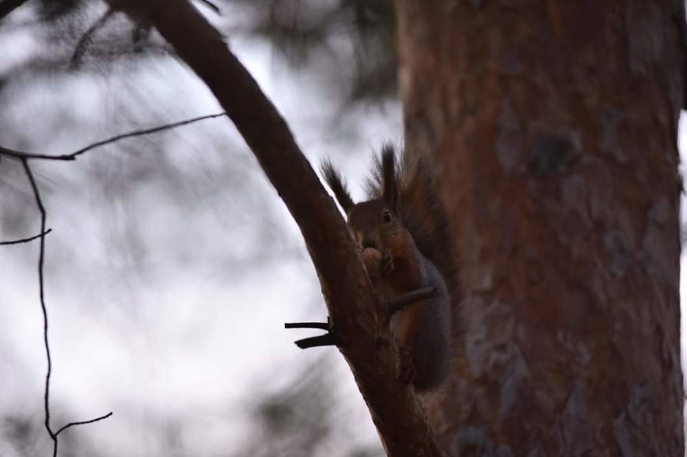 Photograph by Сергей Вантурин