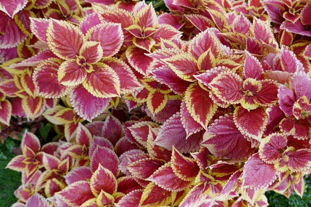 Pink Coleus on Leman (2)