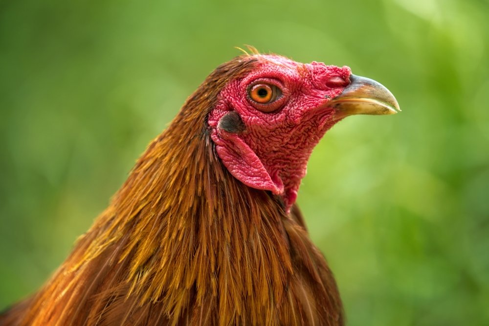 Photograph by Athabarani Osman