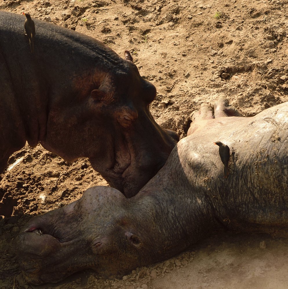 The Mourning Hippo