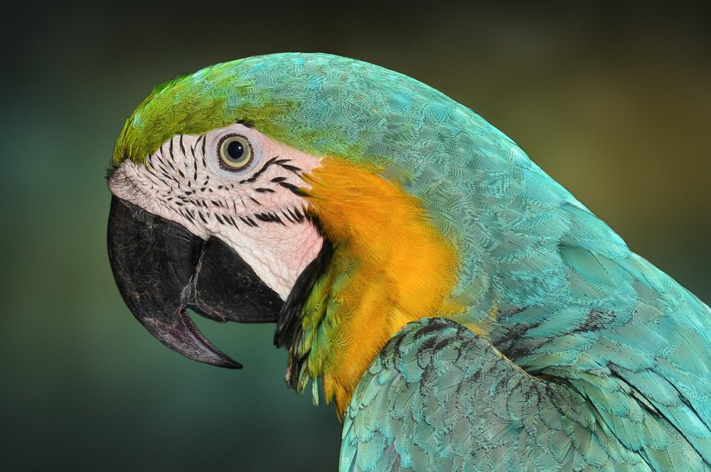 Photograph by Andrius La Rotta