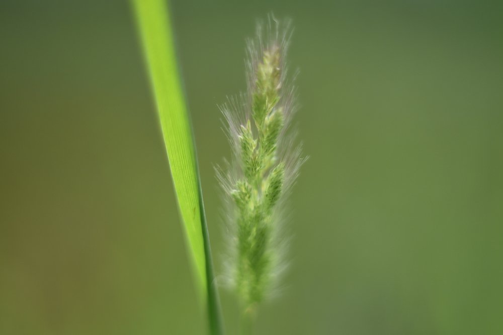 Photograph by anirudha