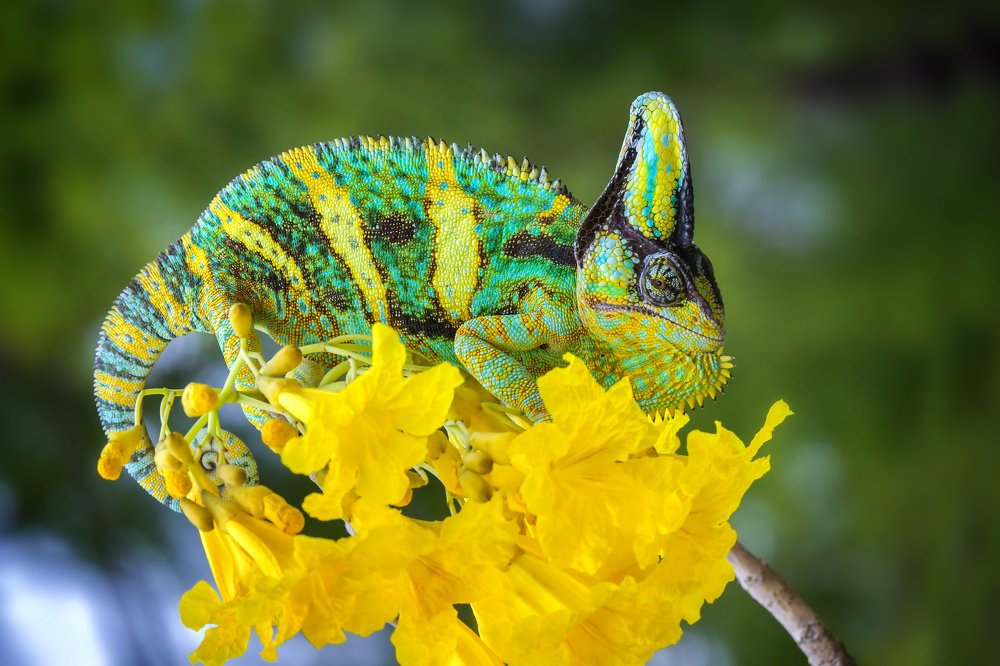 Photograph by Setiadi Ajar