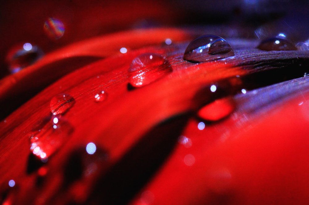 Photograph by Светлана Ковалёнок