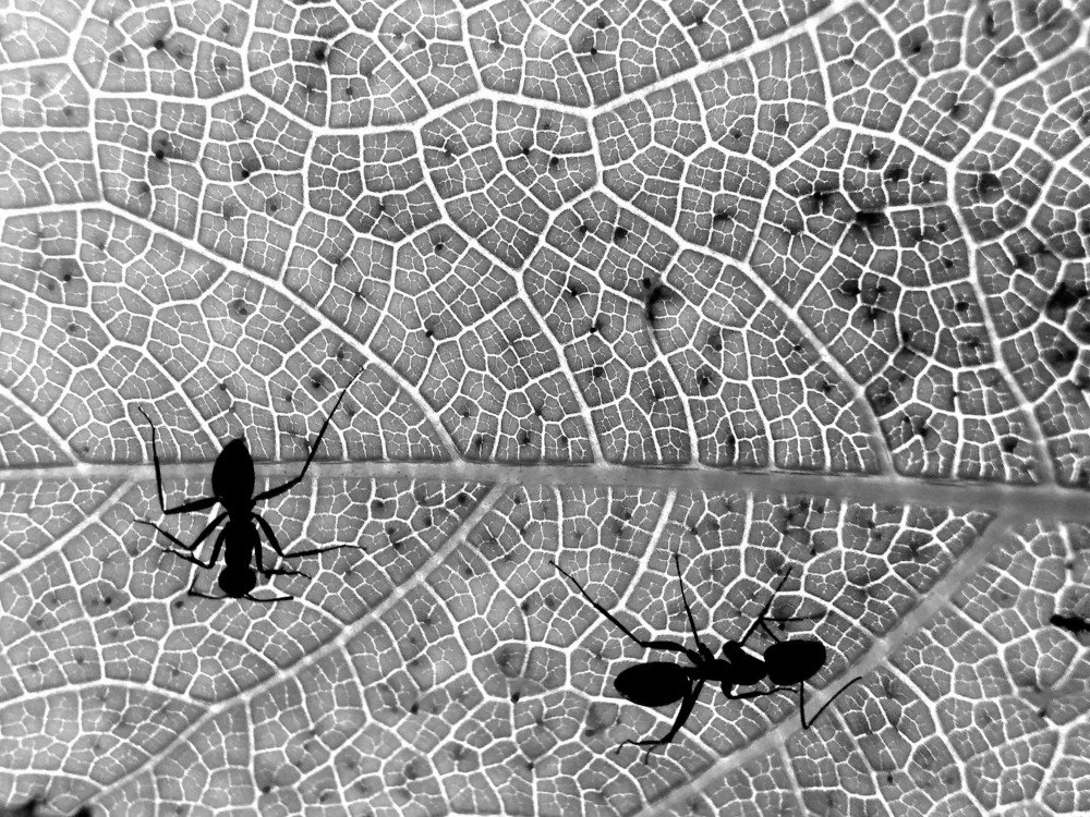 Photograph by Bistupada Mondal