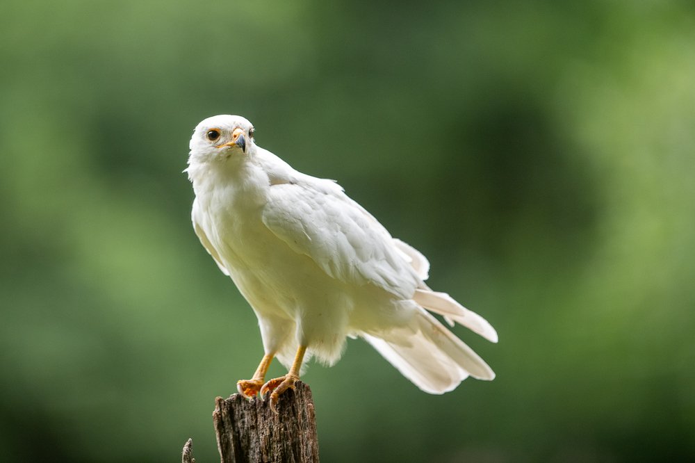 Scandinavian WIldlife