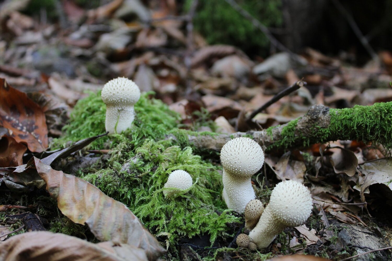 Photo #3792982