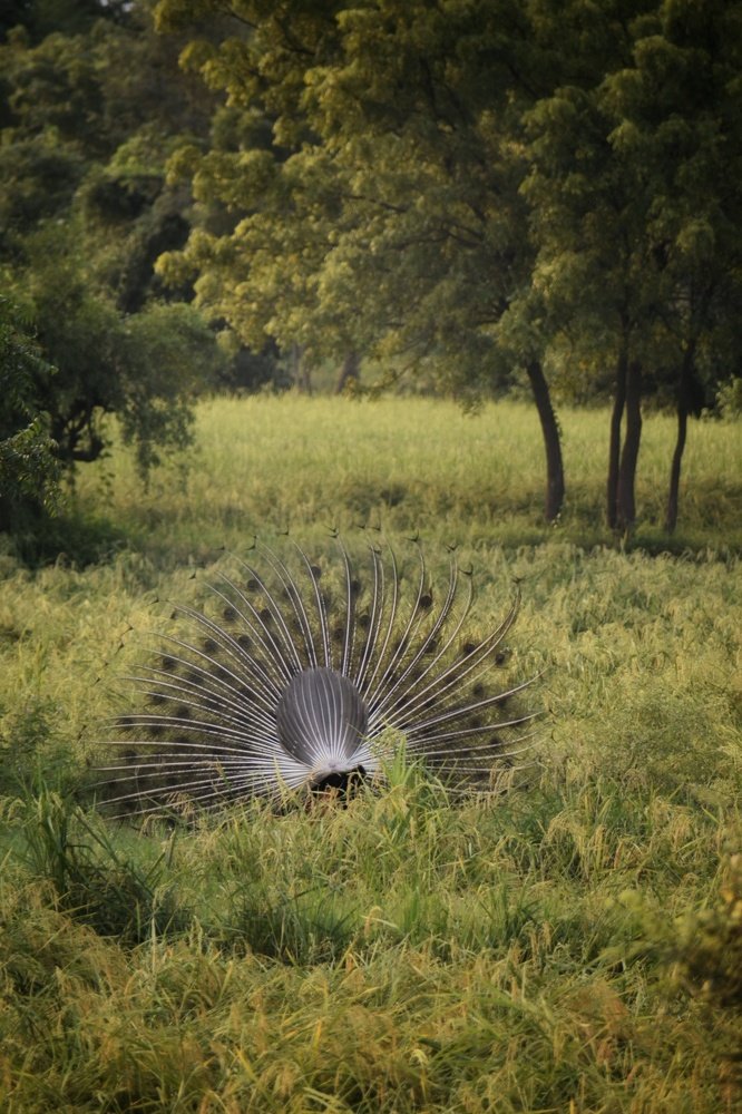 Shy_Peacock