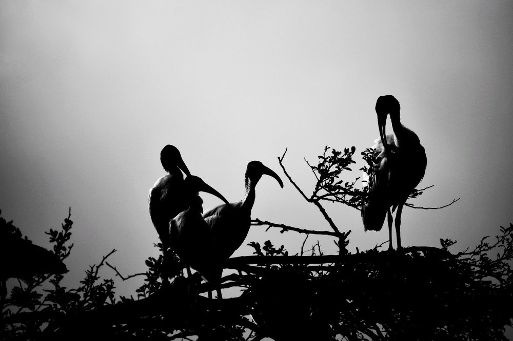 Фотография автора ABHISHEK SHAH