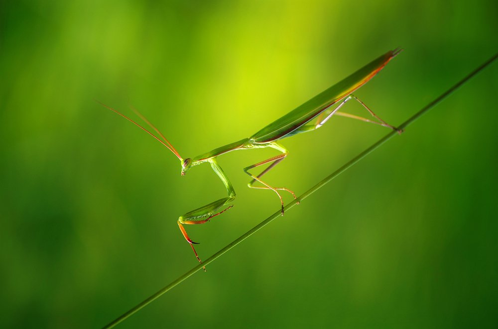 Photograph by Norbert Garaj