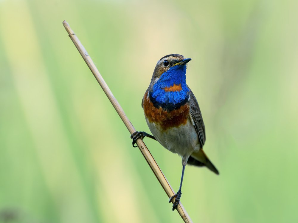 Photograph by Олег Милеев (Каминцев)