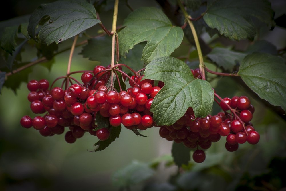 Photograph by Евгений Лимонтов