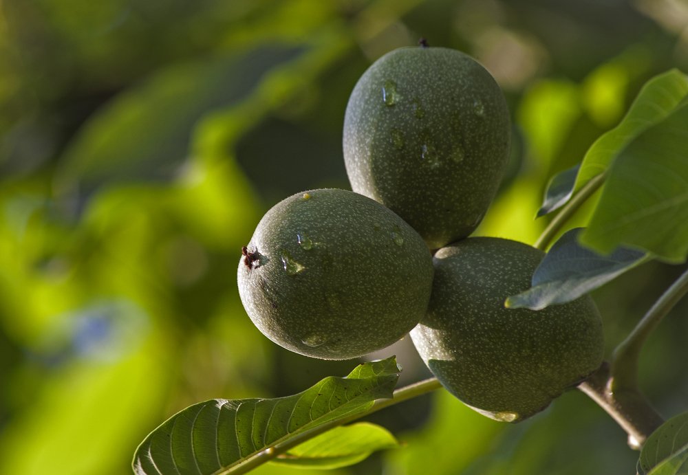 Photograph by Евгений Лимонтов