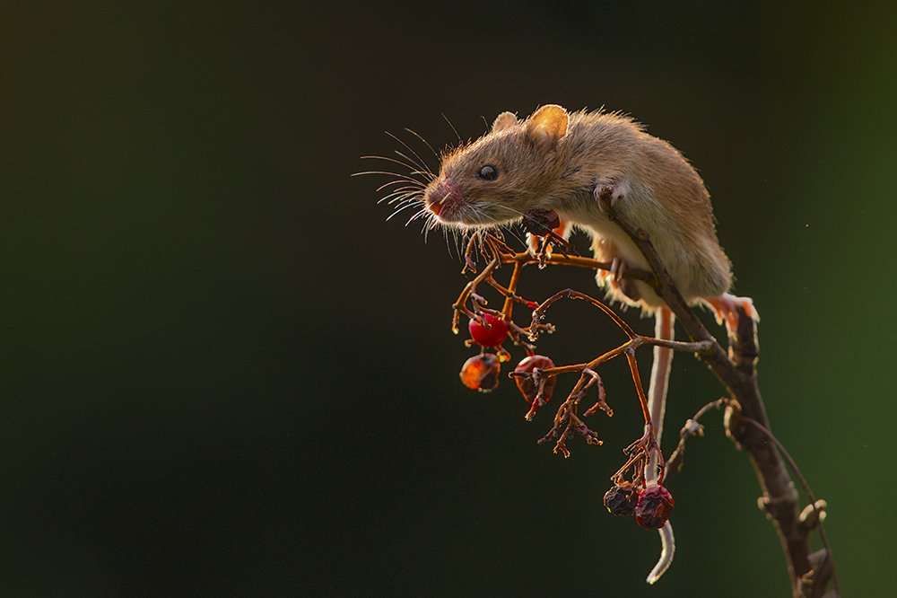 Photograph by Wieńczysław Rak