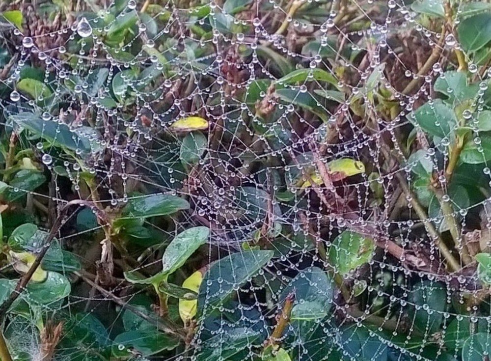 Утренние самоцветы