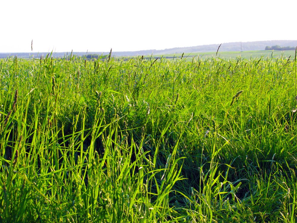 boundless expanses of Belarus