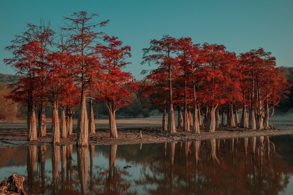 Красные кипарисы