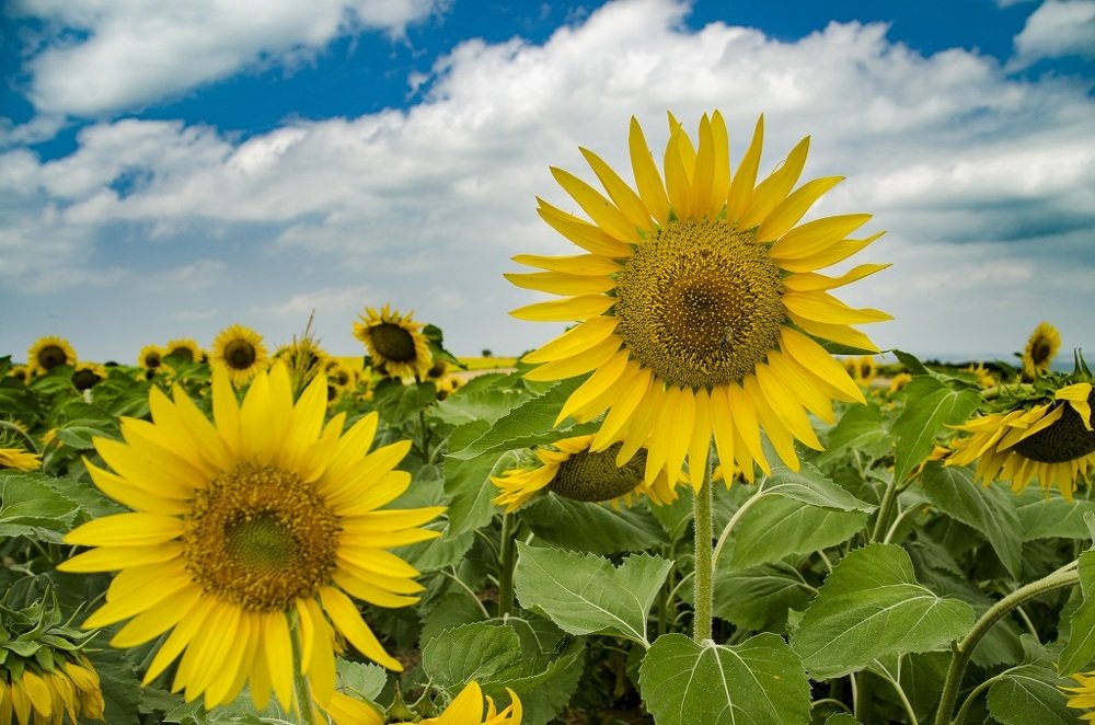 Photograph by Ozcan Simsek