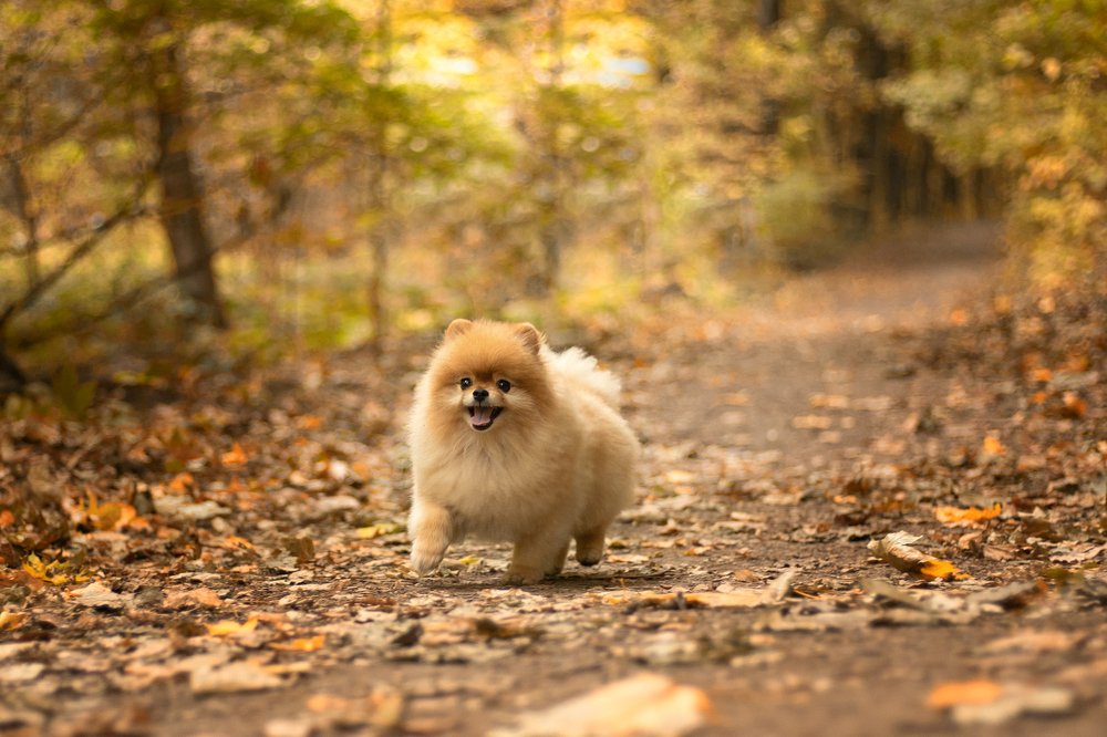 Photograph by Елена Межалова