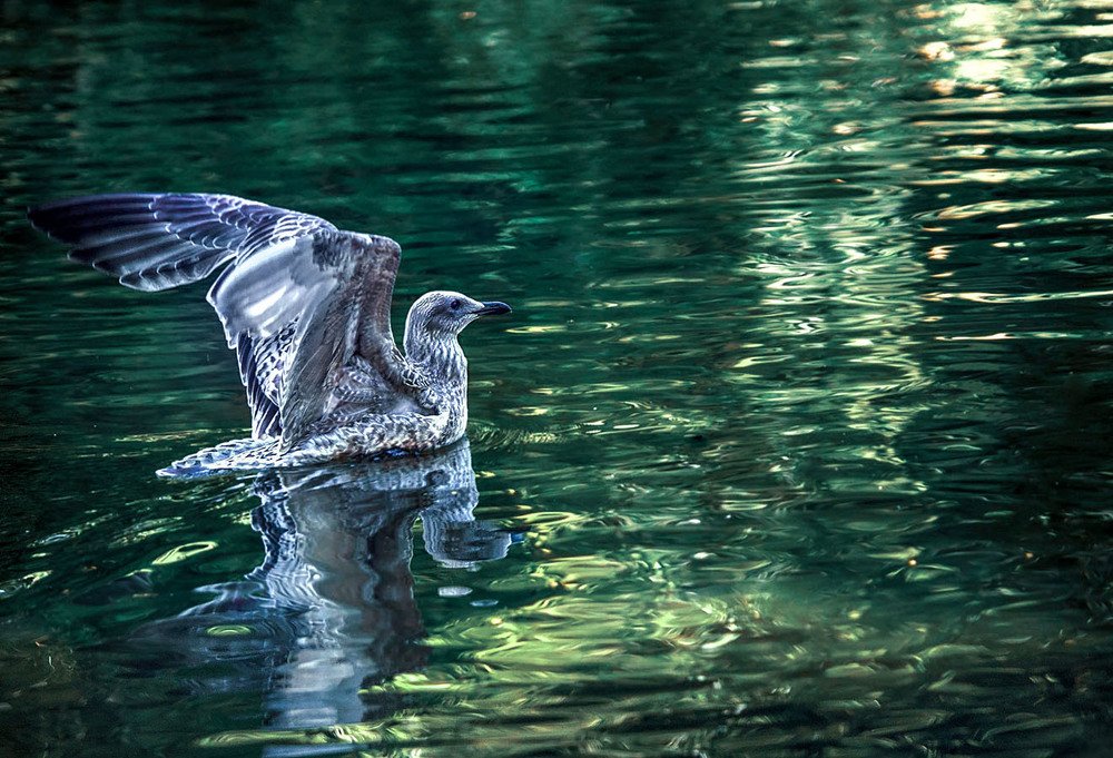 В изумрудной воде.