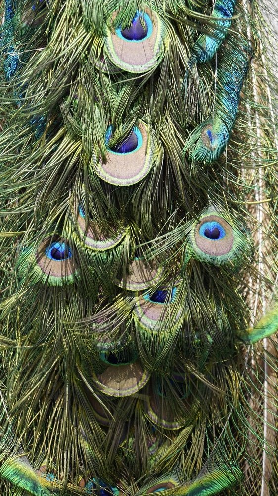 Photograph by Toomas Tõnisalu