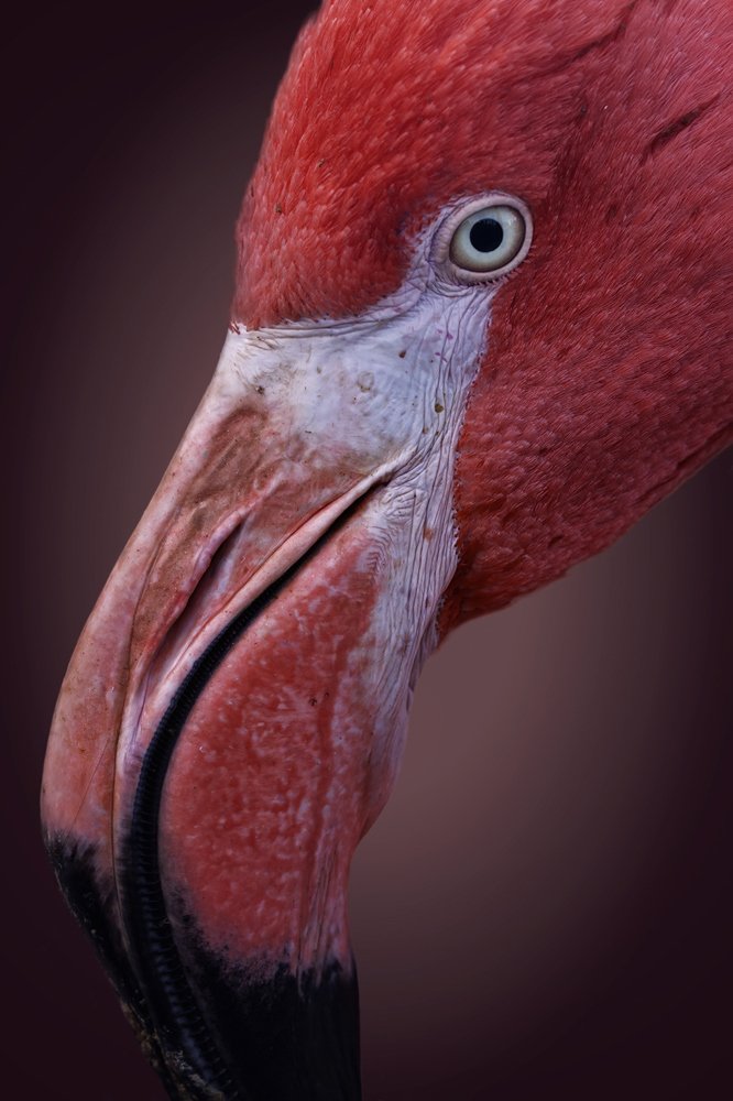 Портрет красного фламинго