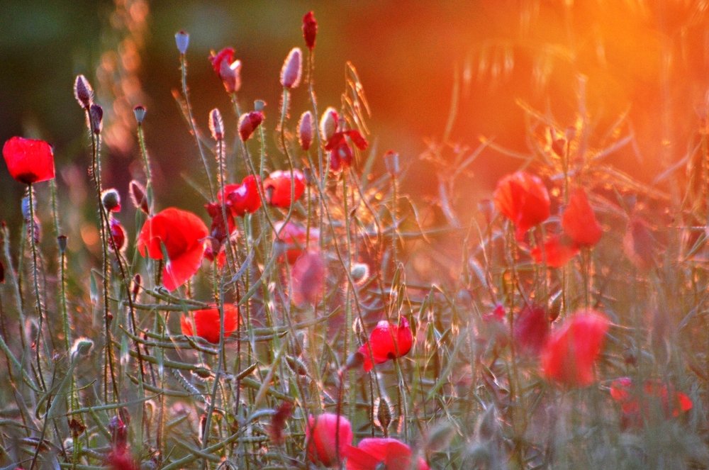 Photograph by PER Adrian Nicolae