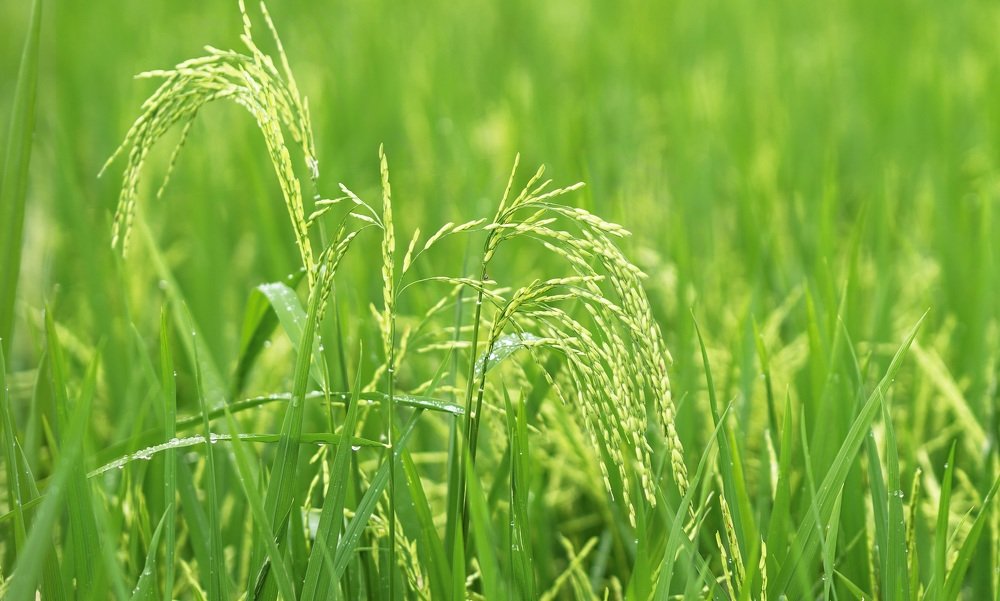 Photograph by Catherine Chong