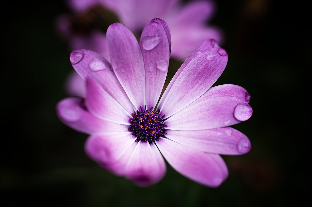 Rose Tears (One single shot)